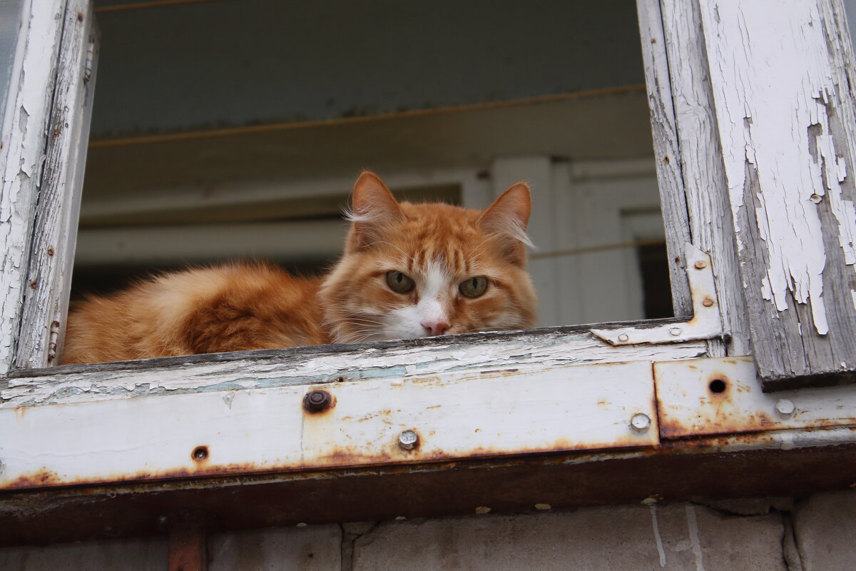 ... - Александр Кольцов