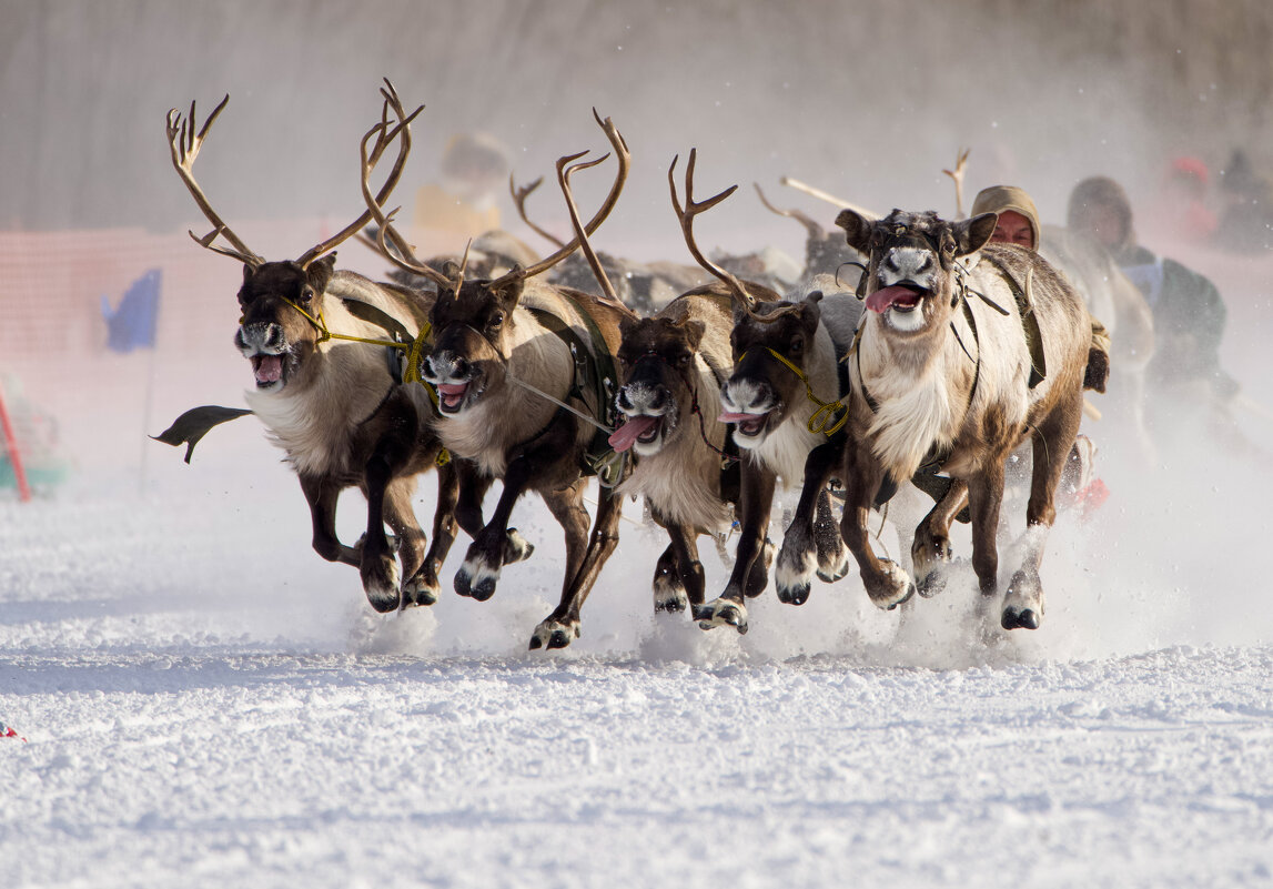 Гонки на оленьих упряжках - Виктория Гонки на оленьих упряжках - Виктория