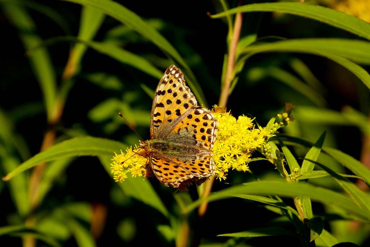 опять про бабочек 389 - Александр Прокудин опять про бабочек 389 - Александр Прокудин