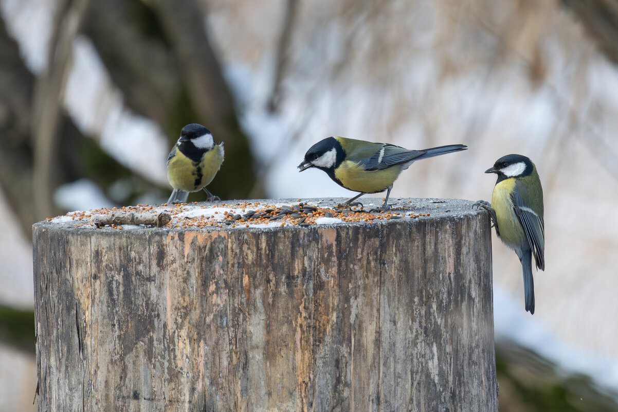 *** - Сергей Брюшинин *** - Сергей Брюшинин