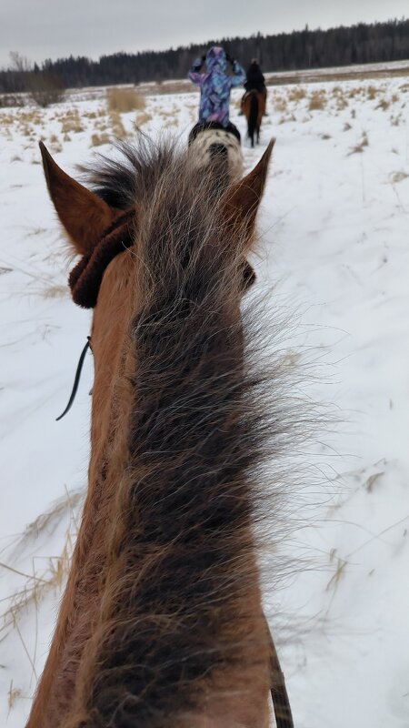 Ветер в гривах. - Ольга 