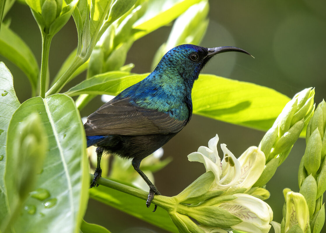 Палестинская нектарница. - Alexander Amromin