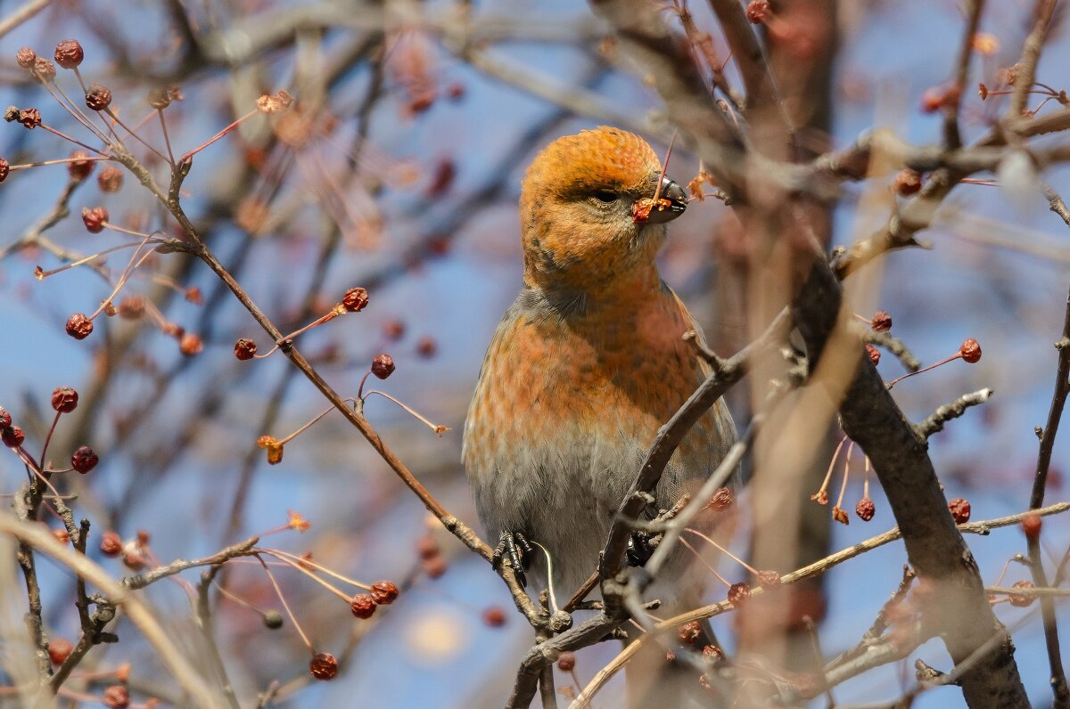 Щур. - Виктор Иванович Чернюк Щур. - Виктор Иванович Чернюк