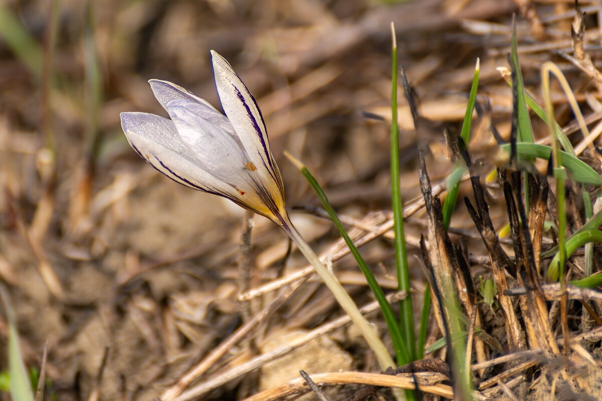 Шафран сетчатый или крокус - Игорь Сикорский Шафран сетчатый или крокус - Игорь Сикорский