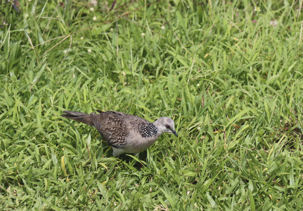 Пятнистая горлица - Галина Ильясова Пятнистая горлица - Галина Ильясова