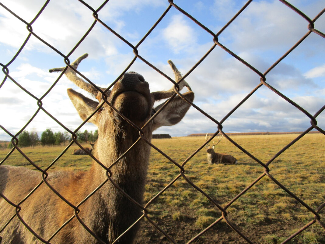 Висим - Елена Шаламова