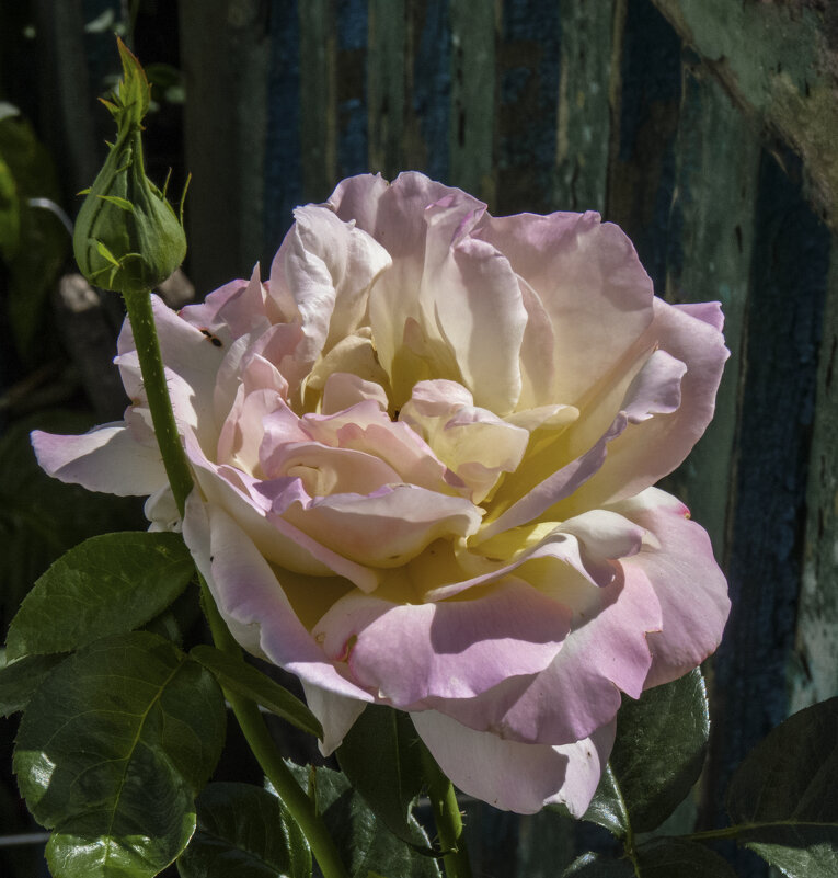 Глория  Дей - Валентин Семчишин