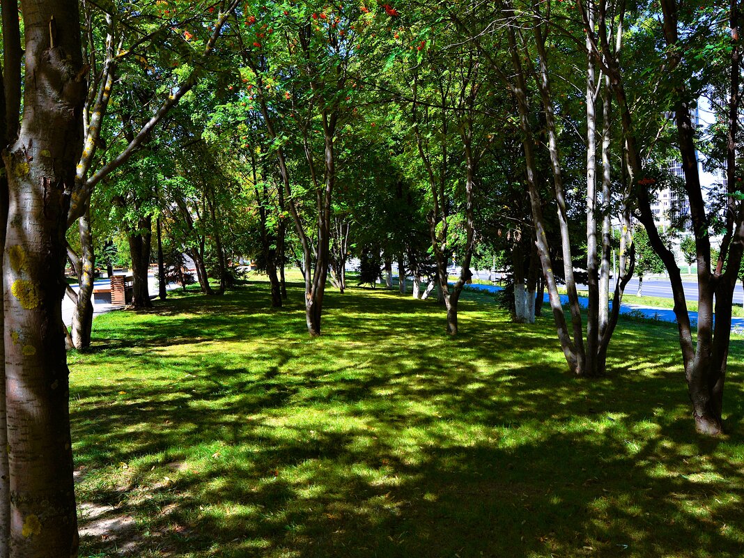 Чебоксары. Сквер им. Максима Горького. - Пётр Чернега Чебоксары. Сквер им. Максима Горького. - Пётр Чернега