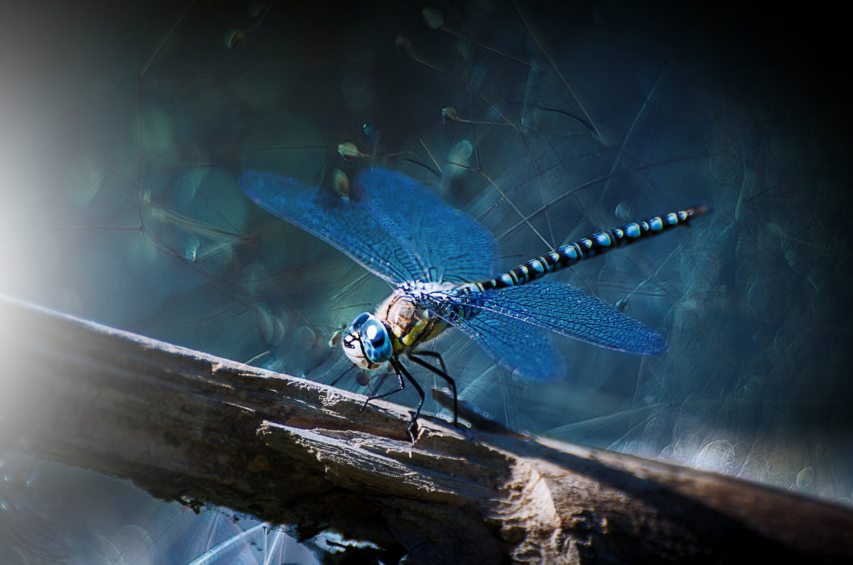 В голубом... - Лилия . В голубом... - Лилия .