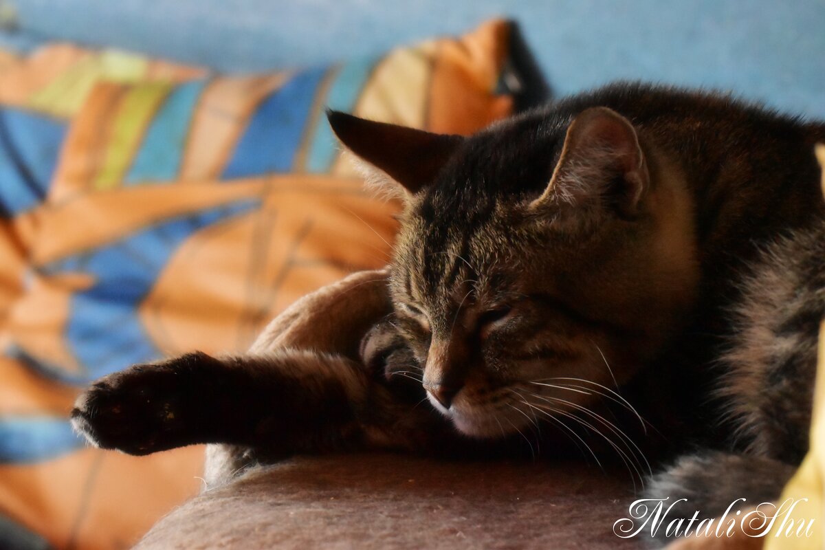 Продолжает спать. - Наталья Вязигина Продолжает спать. - Наталья Вязигина