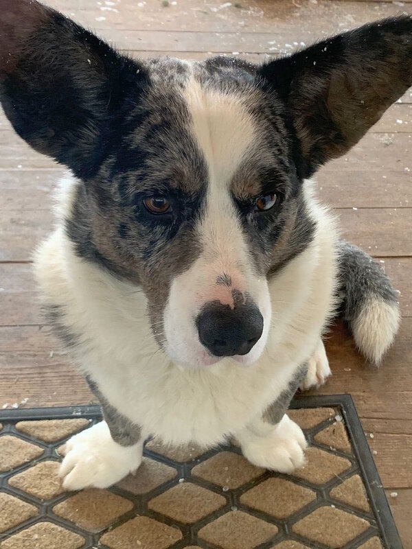 Чак на даче. - Ольга Довженко Чак на даче. - Ольга Довженко