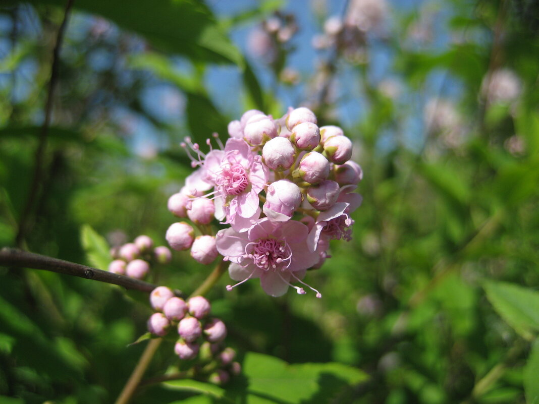 Спирея - Anna Ivanova