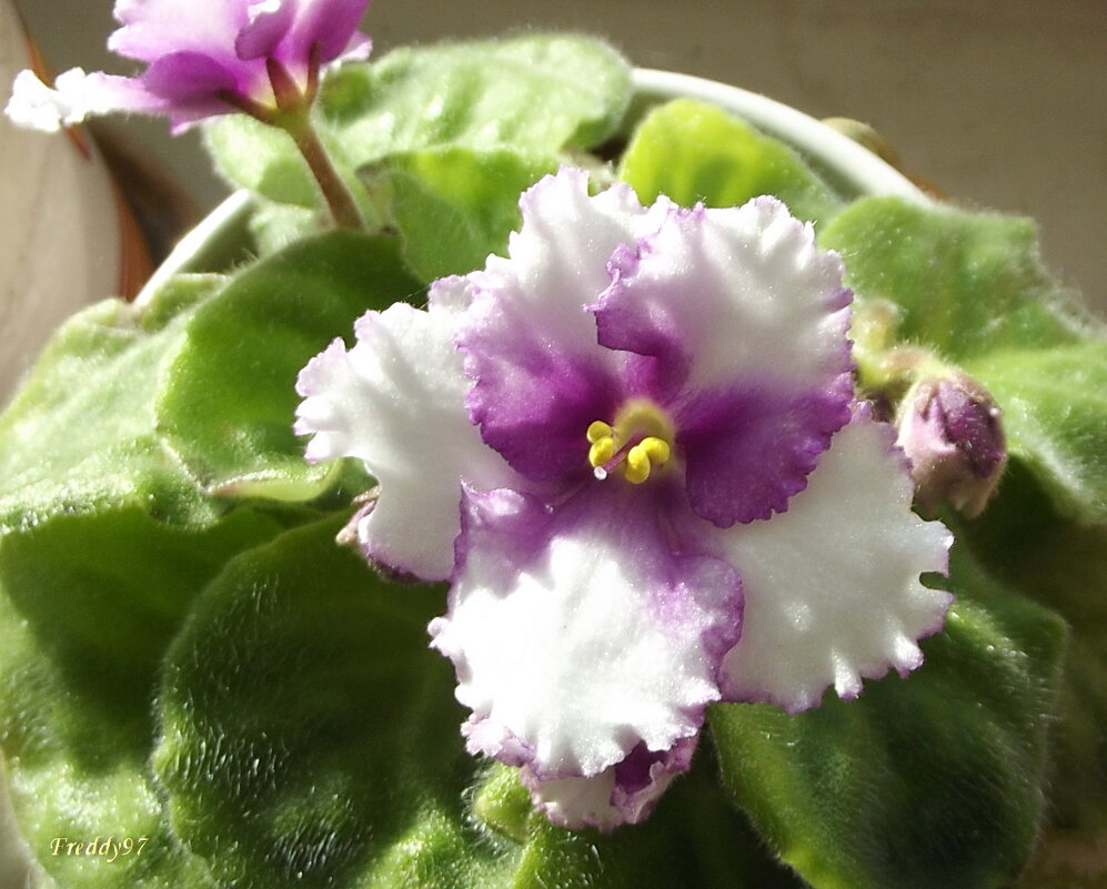 Фиалка - Freddy 97