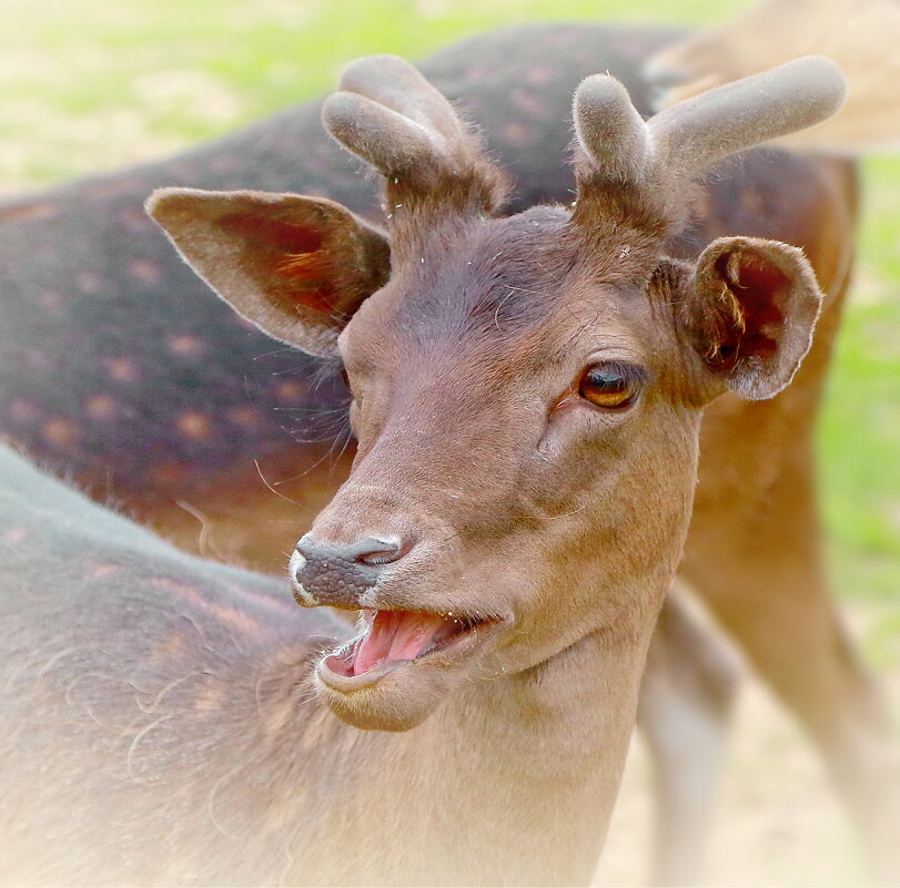 ха ха ха... - Andrey Bragin 