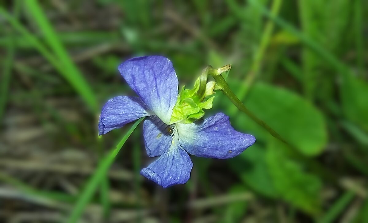 ***ф и а л к а*** - Olga Oskolkova ***ф и а л к а*** - Olga Oskolkova