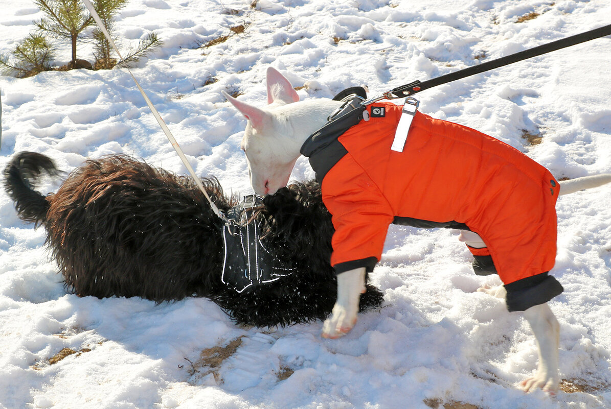 Собачьи забавы - Светлана Собачьи забавы - Светлана