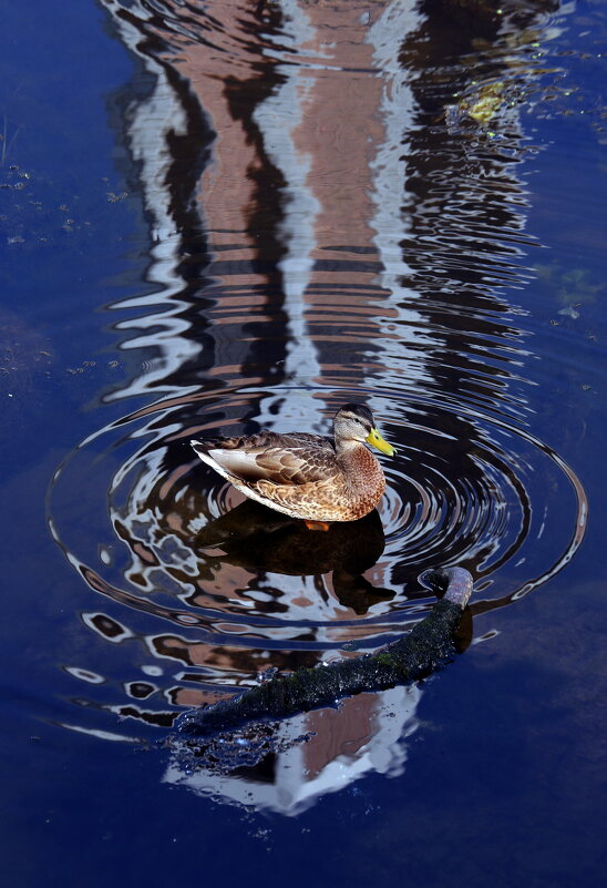 Меркурий - Михаил Бибичков