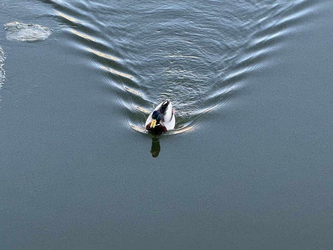 Весенний движ - Анна Камс Весенний движ - Анна Камс