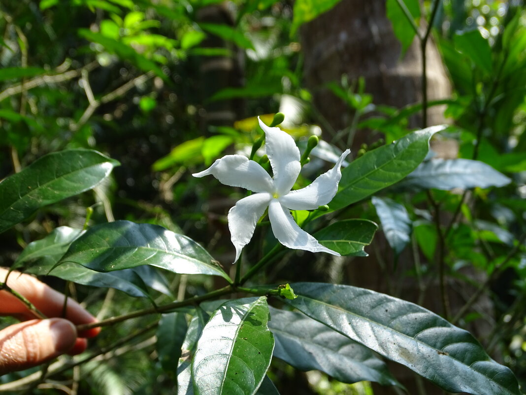 Табернемонтана - Павел Трунцев