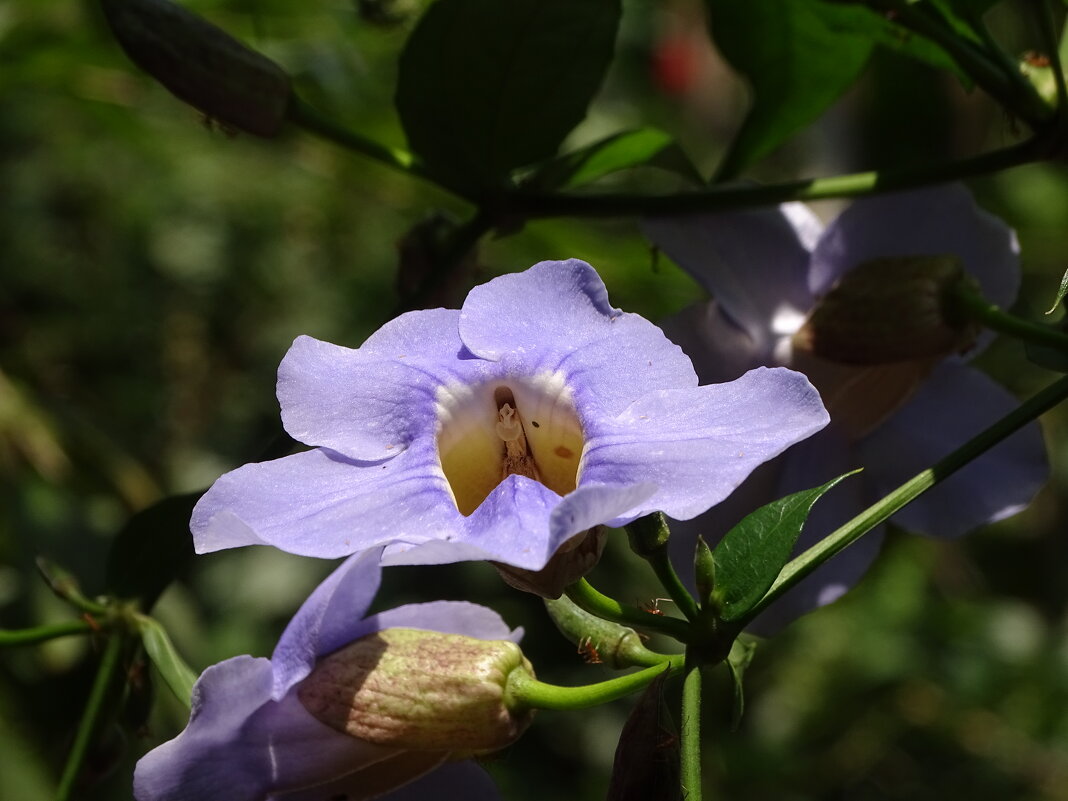 Тунбергия - Павел Трунцев Тунбергия - Павел Трунцев
