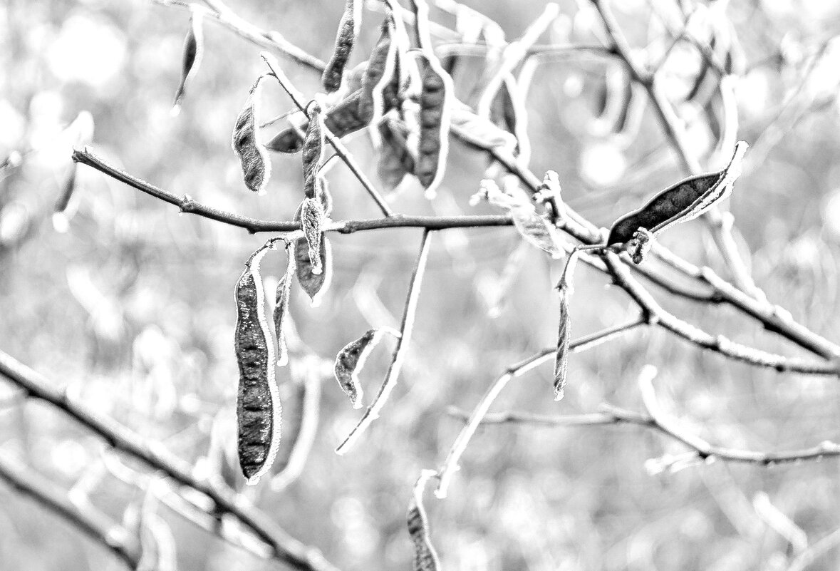 Зима в деталях - Елена Пономарева Зима в деталях - Елена Пономарева