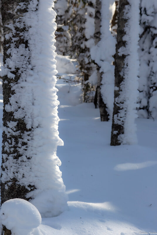 Сахарная пудра - Евгений Тарасов Сахарная пудра - Евгений Тарасов