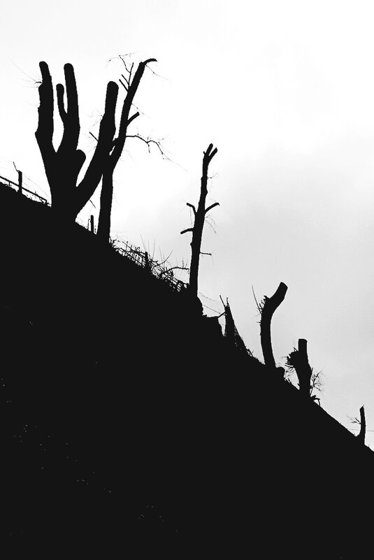 Обрезанные... - Владимир Шошин Обрезанные... - Владимир Шошин