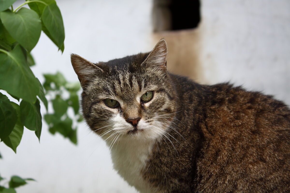 ... - Александр Кольцов