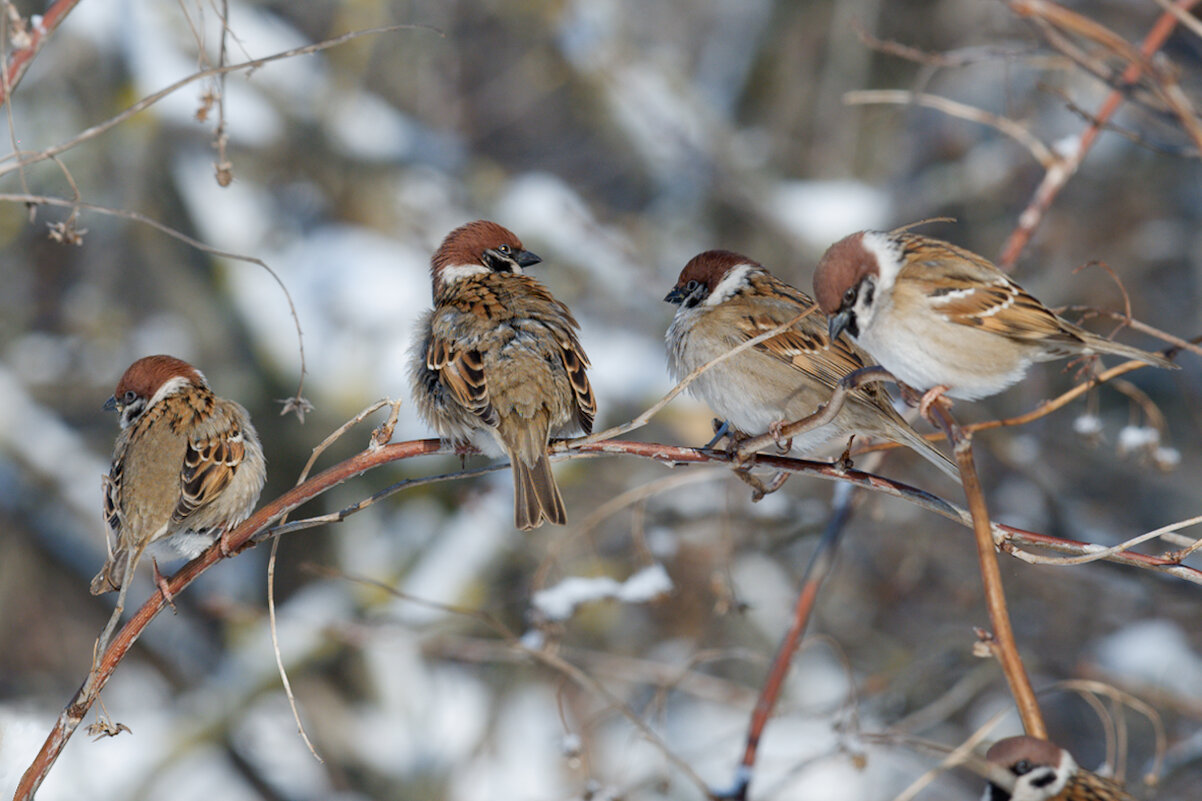 Воробьи - Александр 