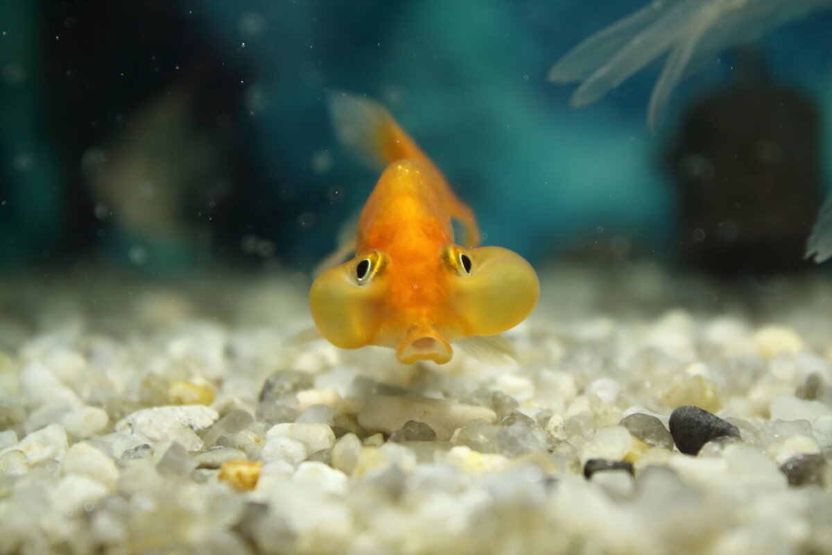 рыбка ПузыреГлаз - Александр Кольцов