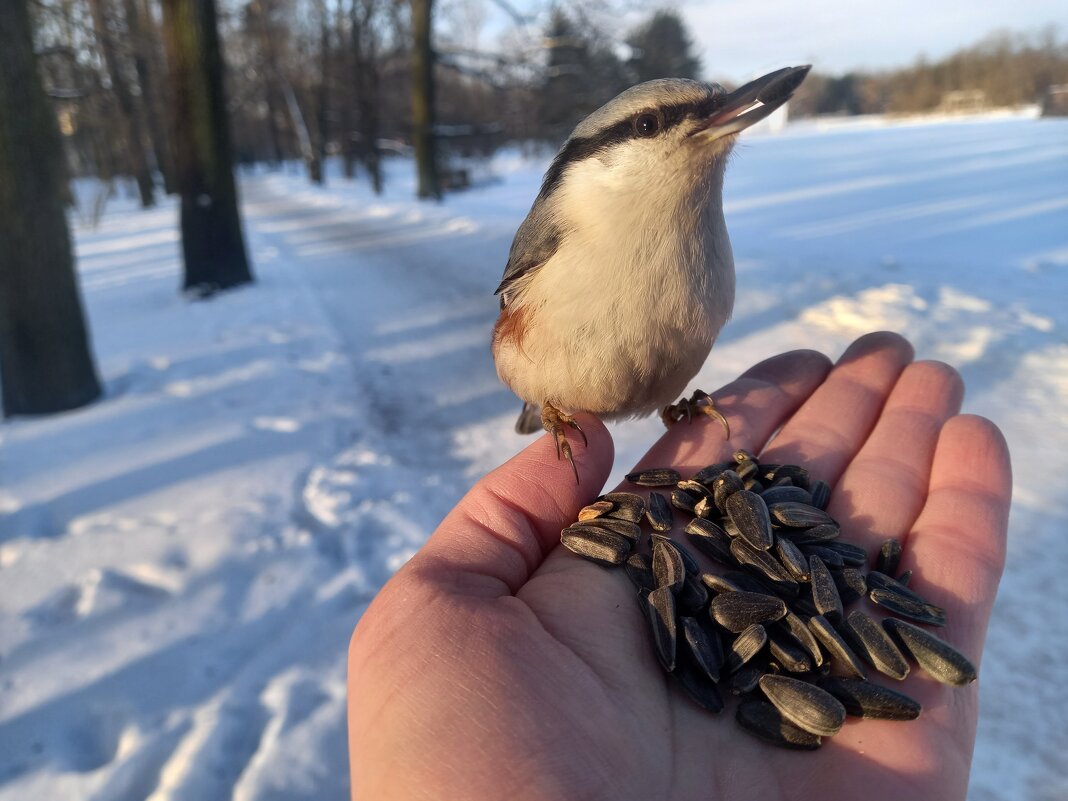 Поползень - Сапсан 