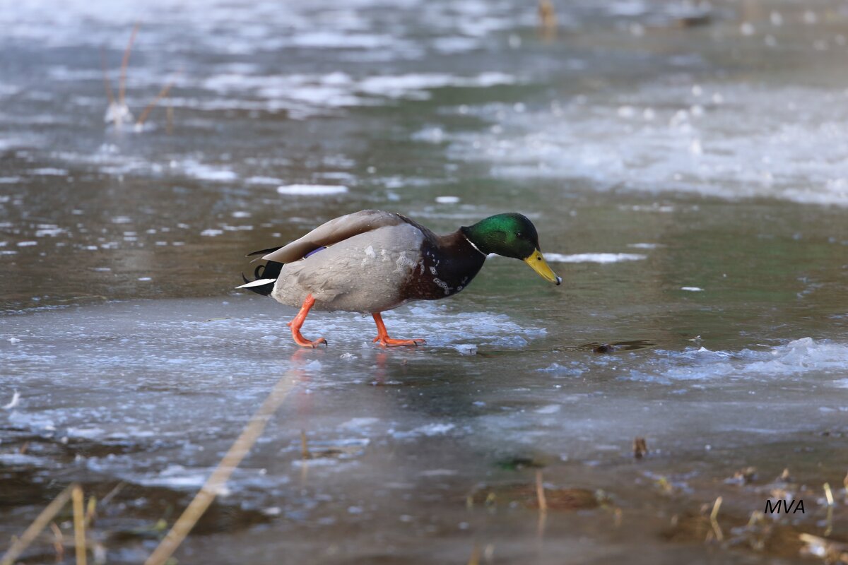 Утиная прогулка - Вячеслав Макушин