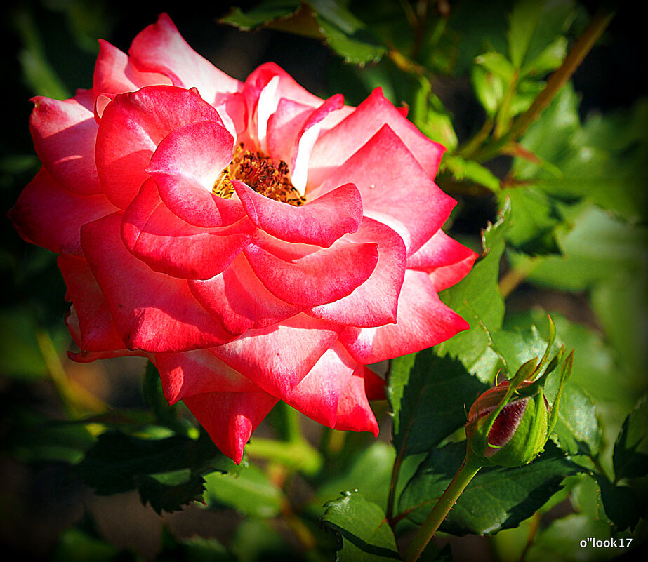 они на радость нам даны - Олег Лукьянов они на радость нам даны - Олег Лукьянов
