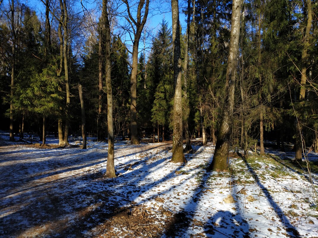 Несостоявшаяся зима в Лосином острове - Андрей Лукьянов