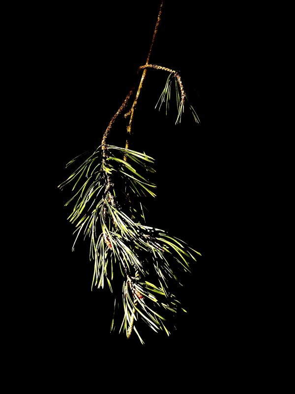 *** - Леонид leo