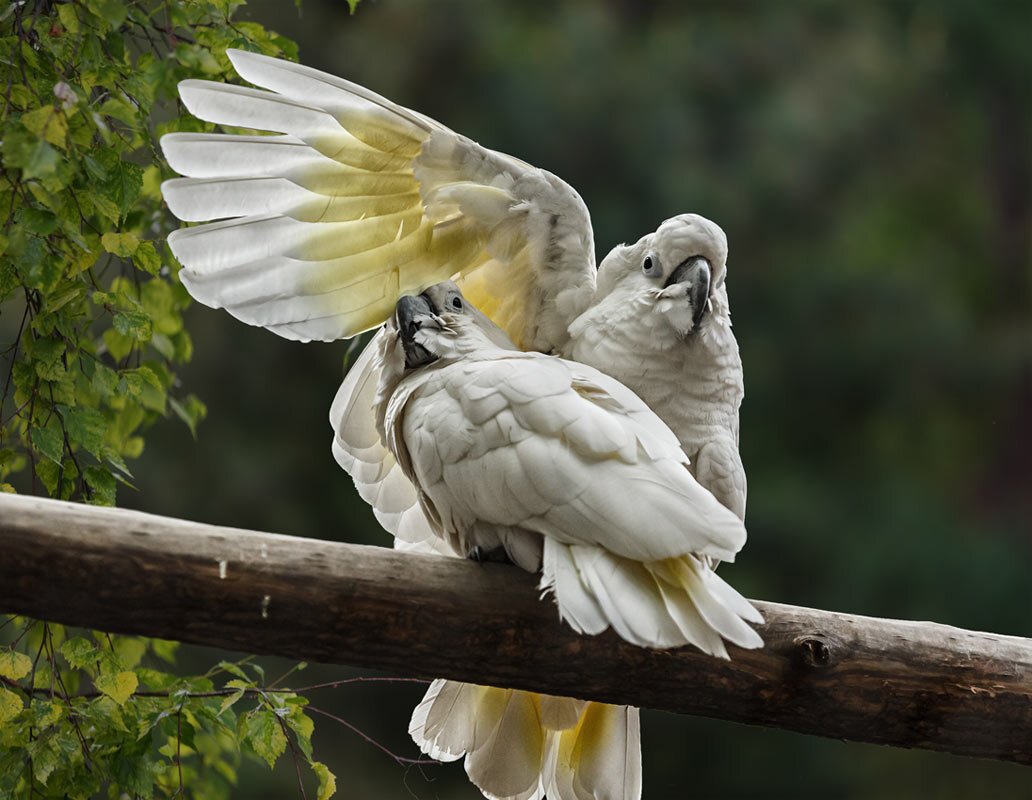 Какаду - SanSan 