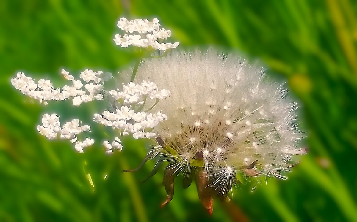 *** л е т о м *** - Olga Oskolkova