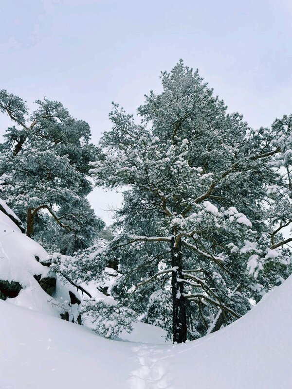 Снежный лес - Георгиевич 