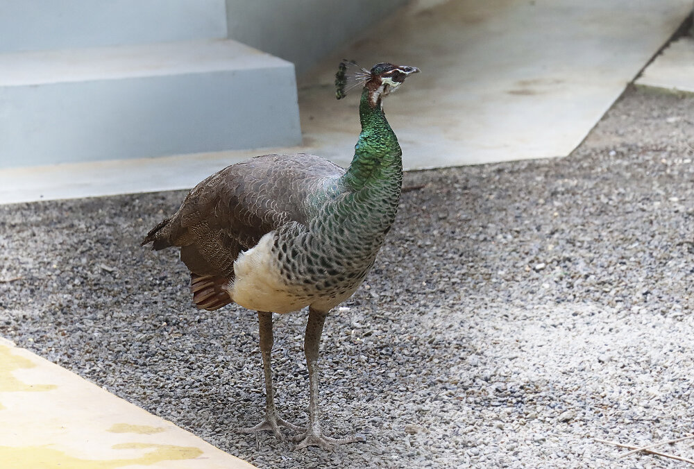 Павлин - Галина Ильясова Павлин - Галина Ильясова