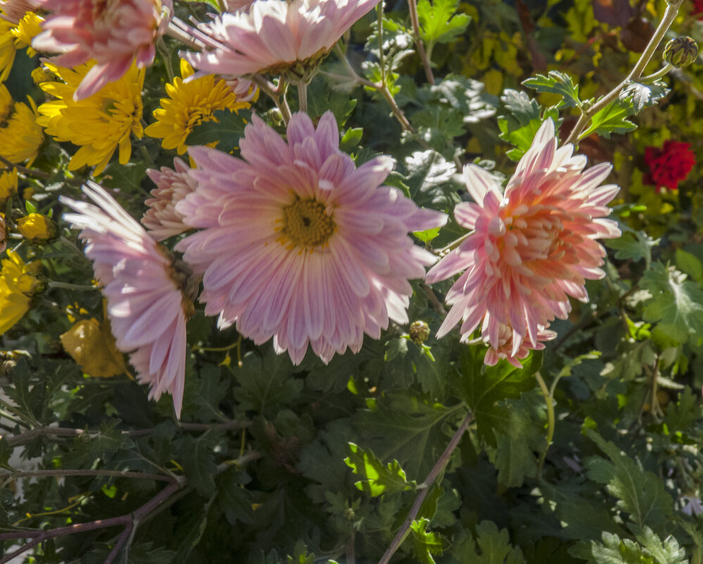 Хризантемы - Валентин Семчишин