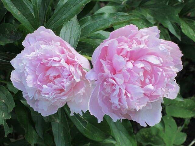 Два брата - Дмитрий Никитин