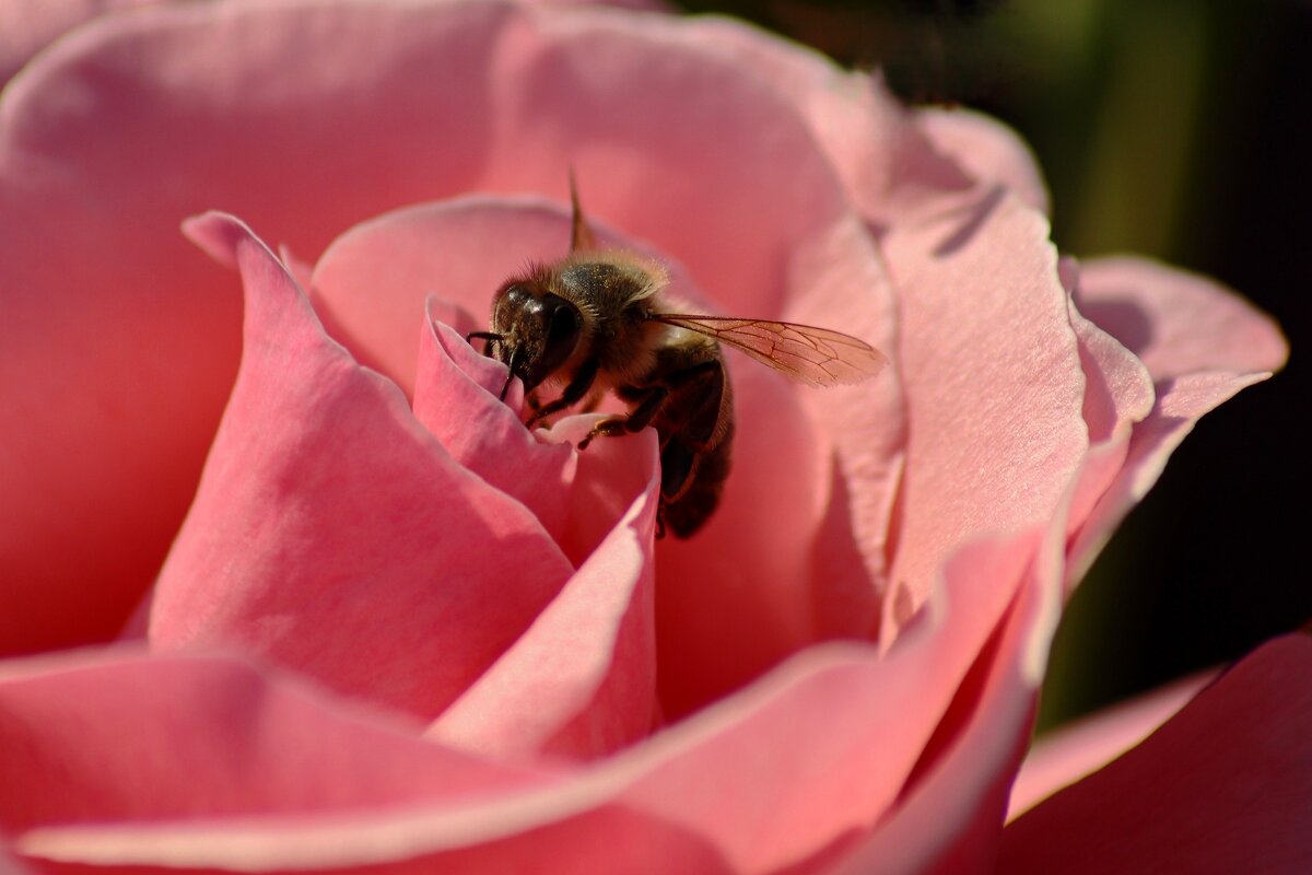 Утро пчёлки - Юрий. Шмаков
