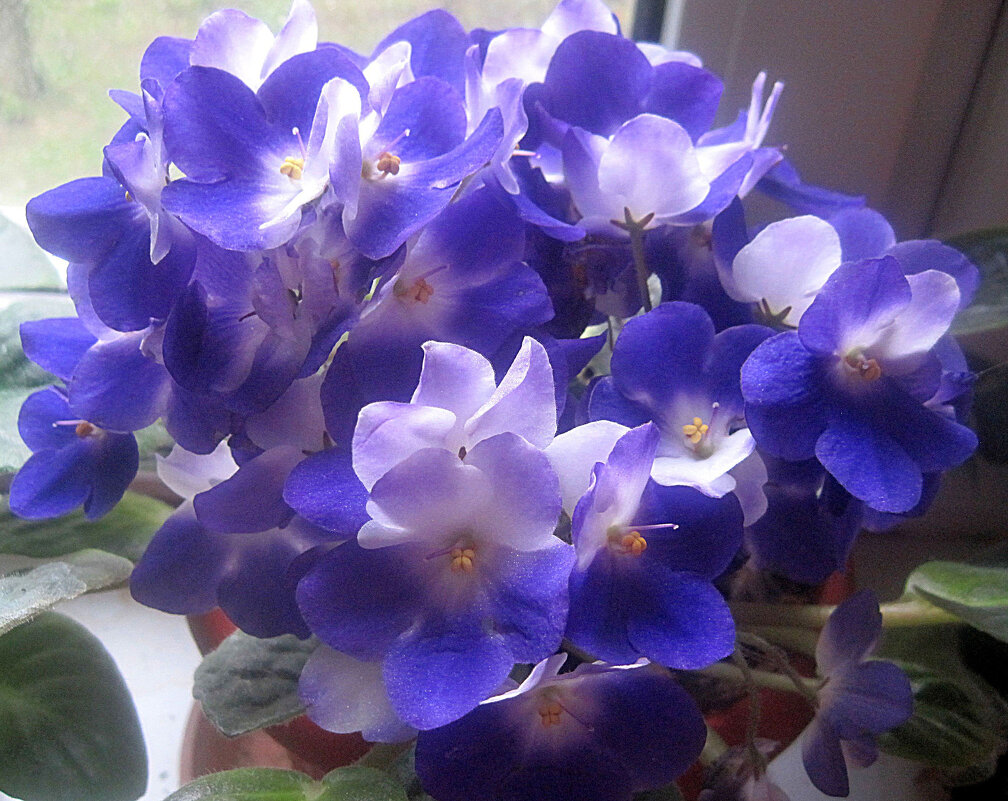 ФИАЛКА - Елена Семигина