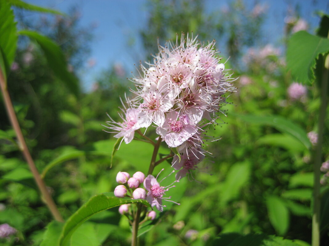 Спирея - Anna Ivanova Спирея - Anna Ivanova