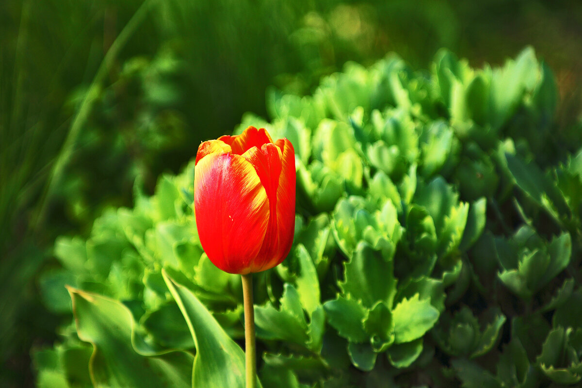Тюльпанчик - Юрий Гайворонскiий