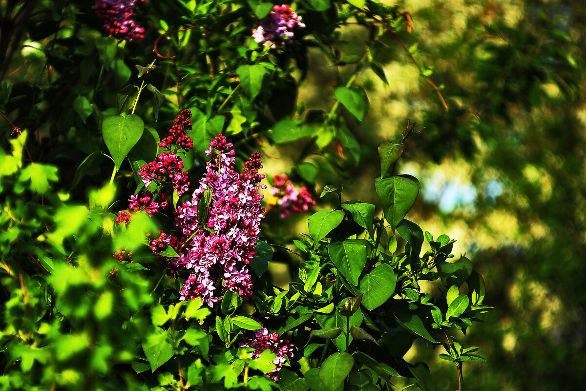 Сирень весенняя - Юрий Гайворонскiий Сирень весенняя - Юрий Гайворонскiий