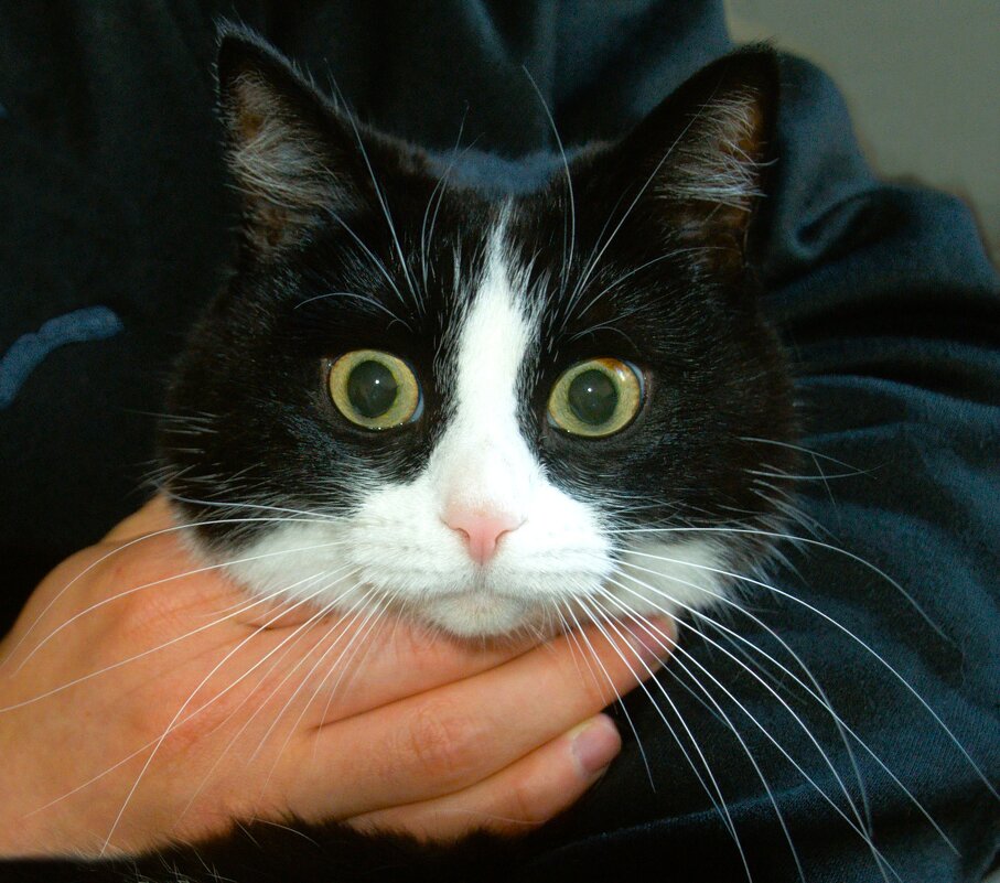 Любимец - Галина Шеина-Мюльдорфер