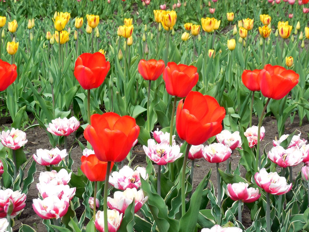 Весна не за горами! - Надежда Весна не за горами! - Надежда