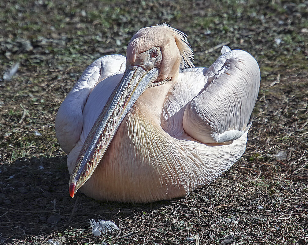 Пеликан и перышко - Андроник Александр Пеликан и перышко - Андроник Александр