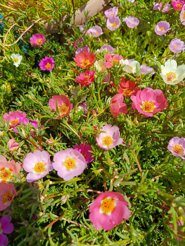 Веселый портулак - Татьяна Пальчикова Веселый портулак - Татьяна Пальчикова